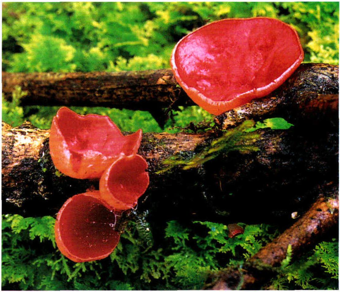 Sarcoscypha coccinea (Scop.:Fr.)Lamb.